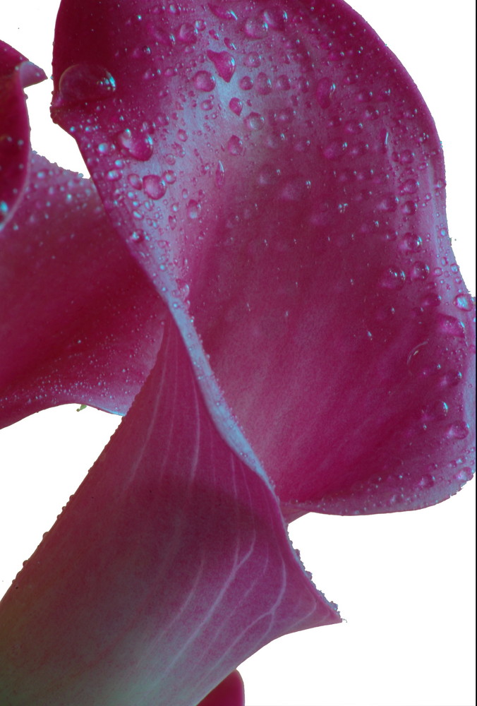 Calla II