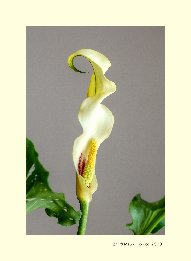 calla II