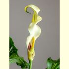 calla II