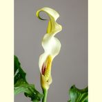 calla II