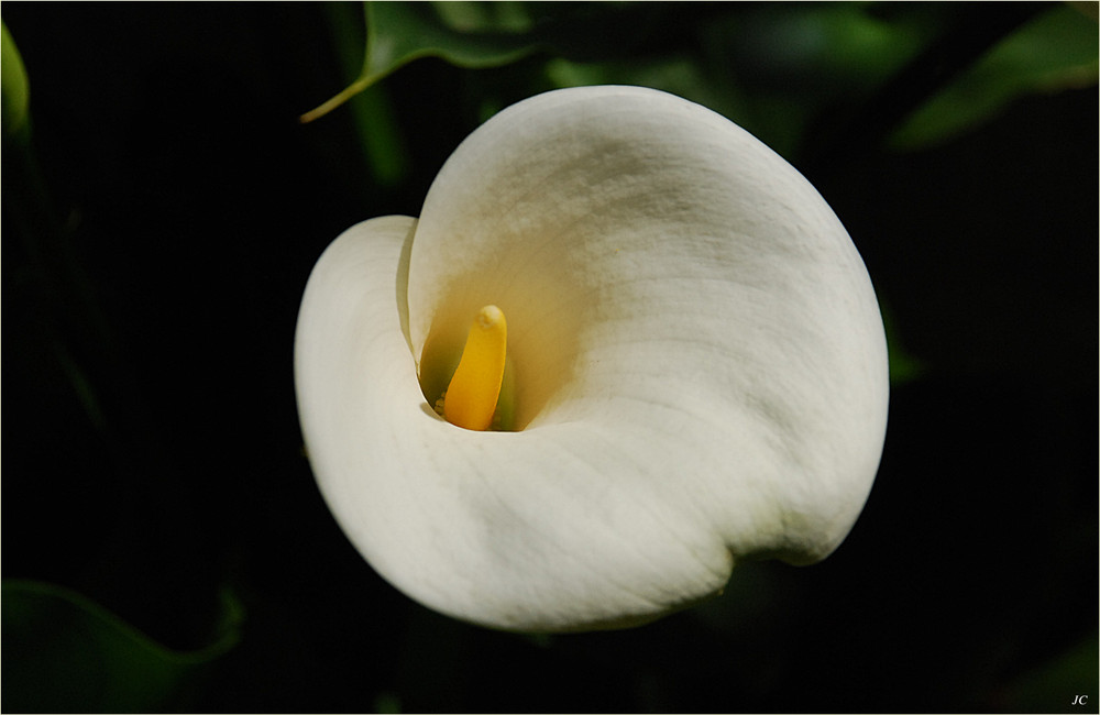 Calla II