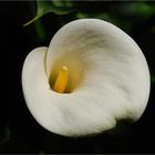 Calla II