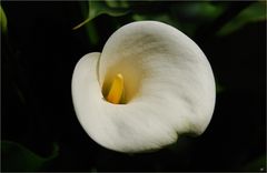 Calla II