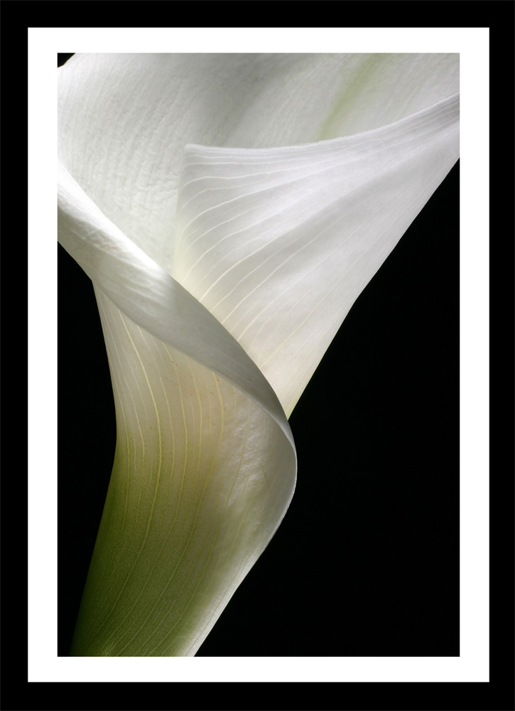 Calla II