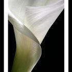 Calla II