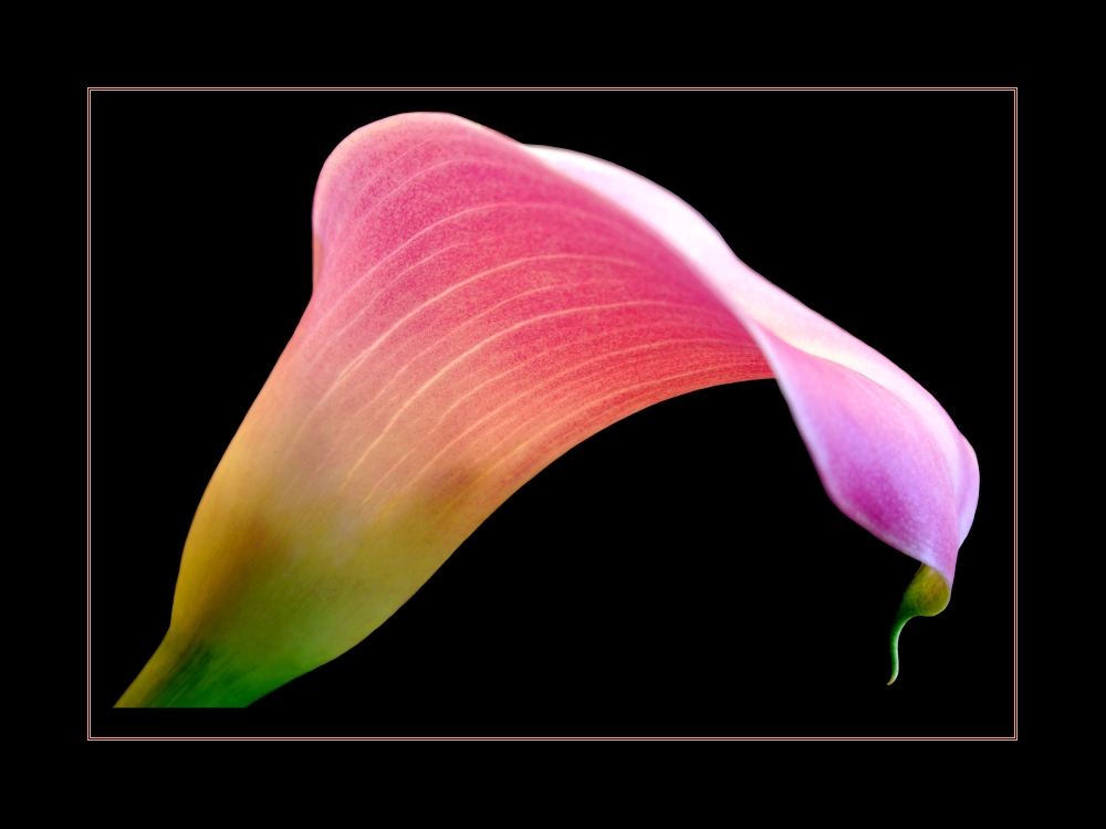 Calla II