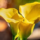 Calla II