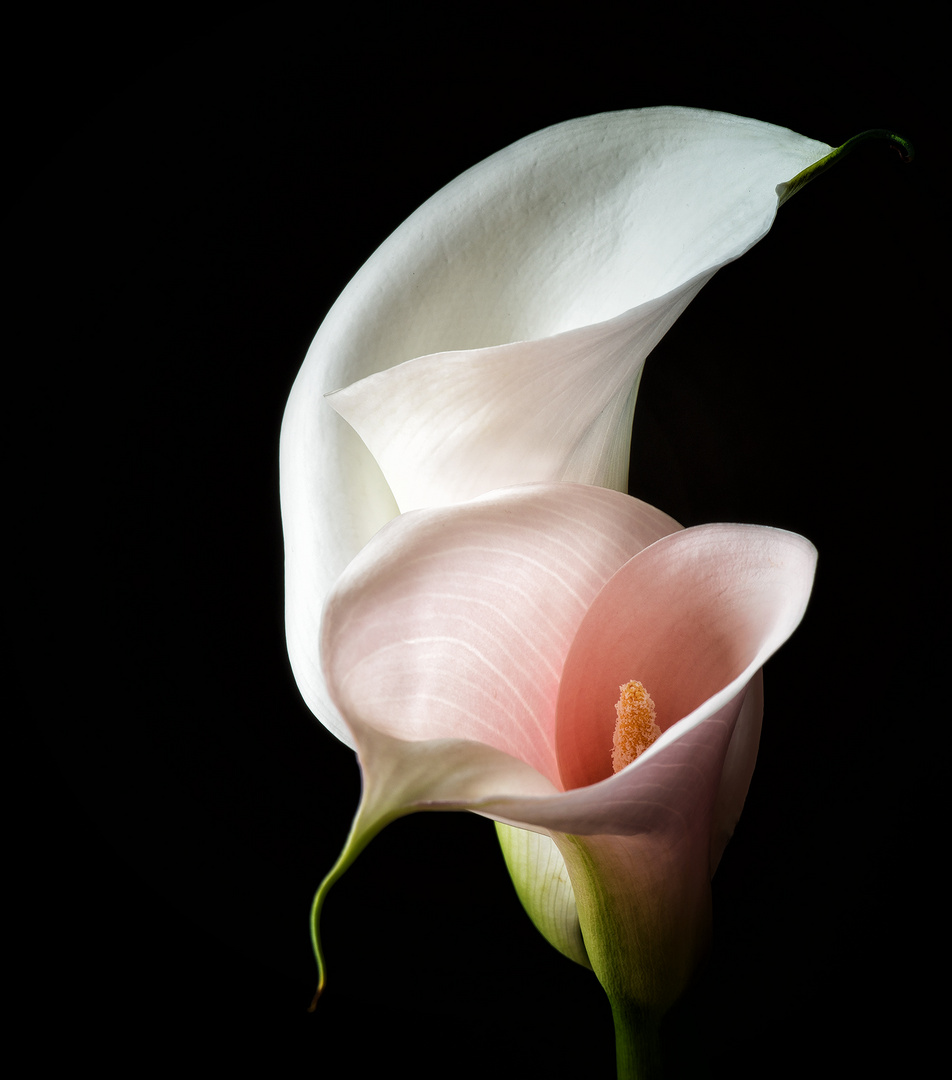 Calla II