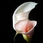 Calla II