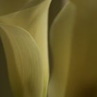 Calla II