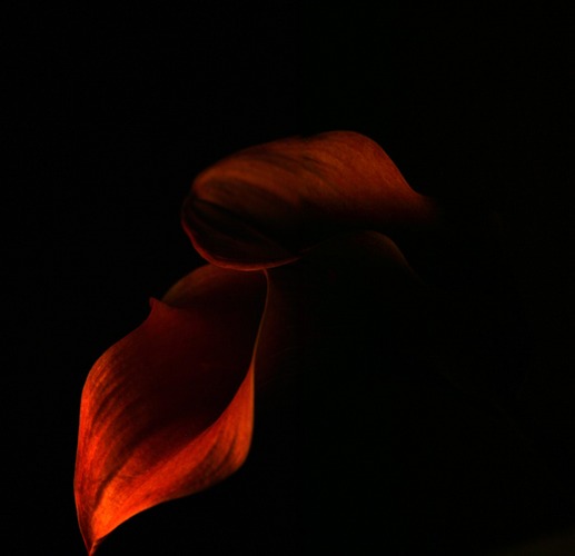 Calla II