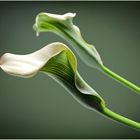 Calla III