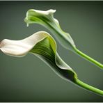 Calla III