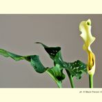 calla III