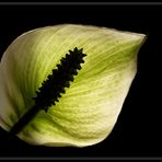 Calla im Gegenlicht