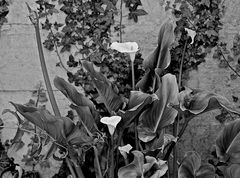 Calla im Hinterhof