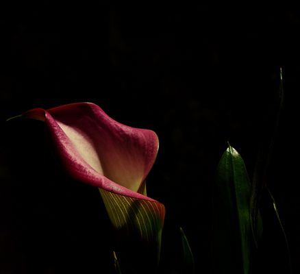 Calla im letzten Licht