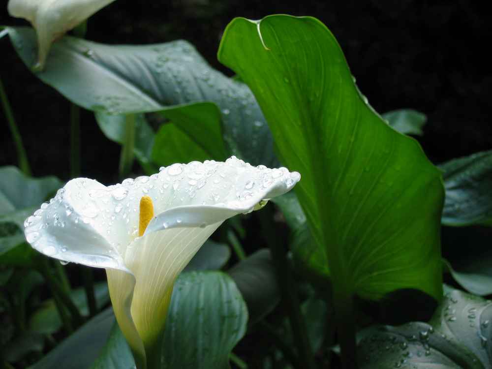 Calla im Regen