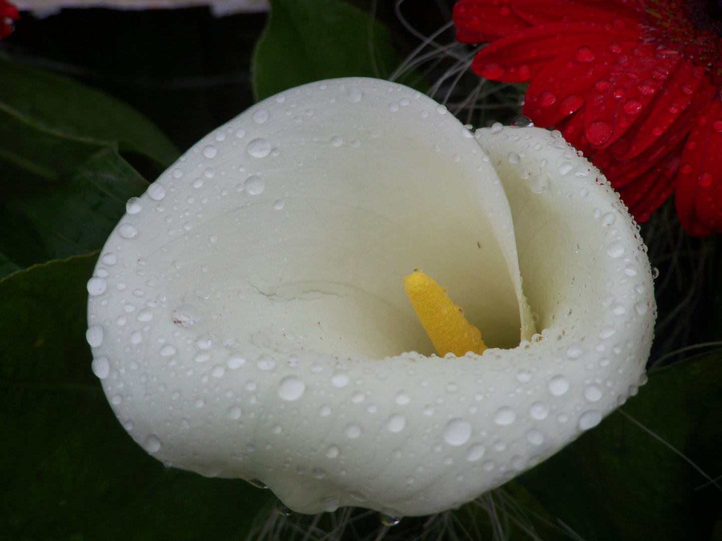 Calla im Regen