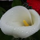 Calla im Regen