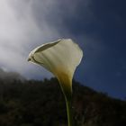 Calla im Sonnenlicht