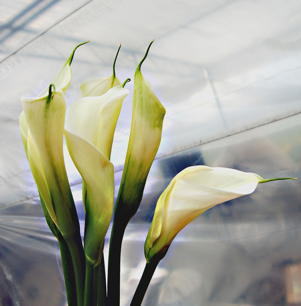 Calla im Treibhaus