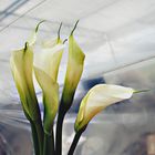 Calla im Treibhaus