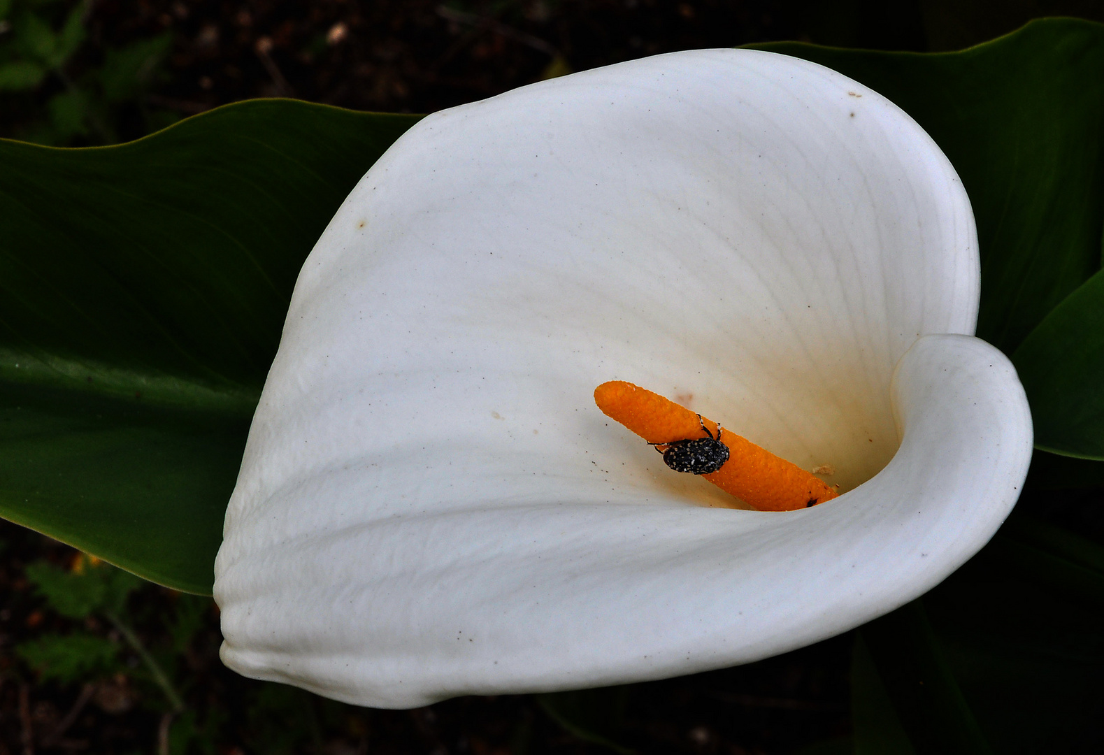 Calla im Weingut Vergelegen