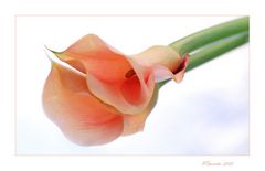 Calla Impression...