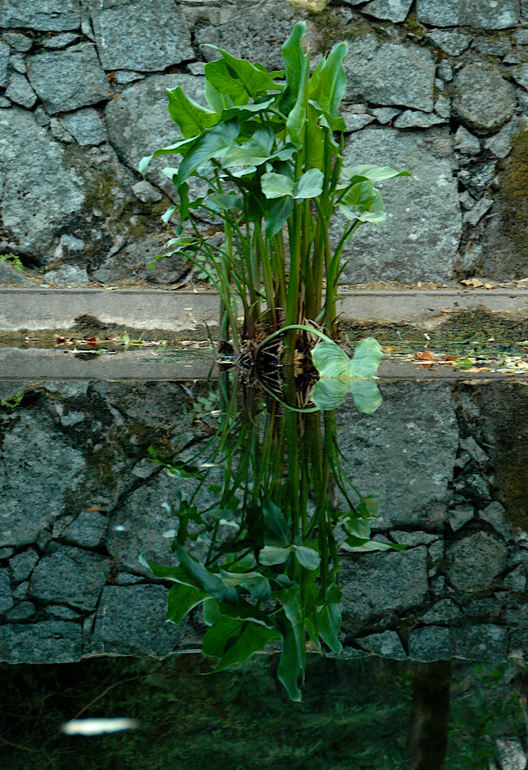 Calla in Caldas