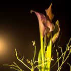 Calla in der Dunkelheit 