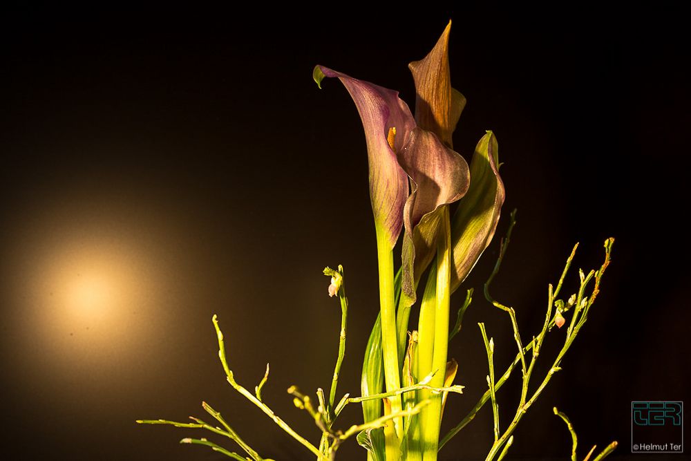 Calla in der Dunkelheit 