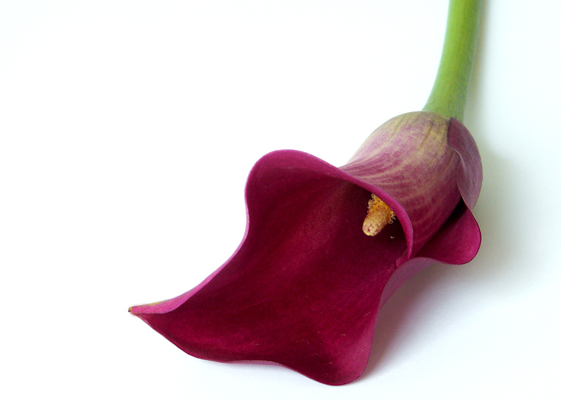 Calla in Farbe