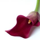 Calla in Farbe