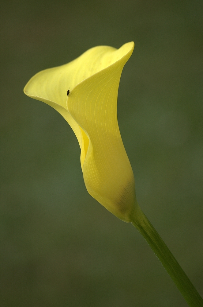 Calla in gelb