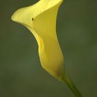 Calla in gelb