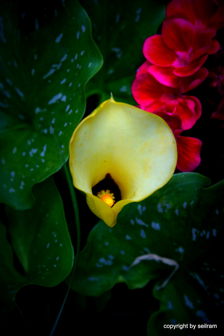 Calla in gelb