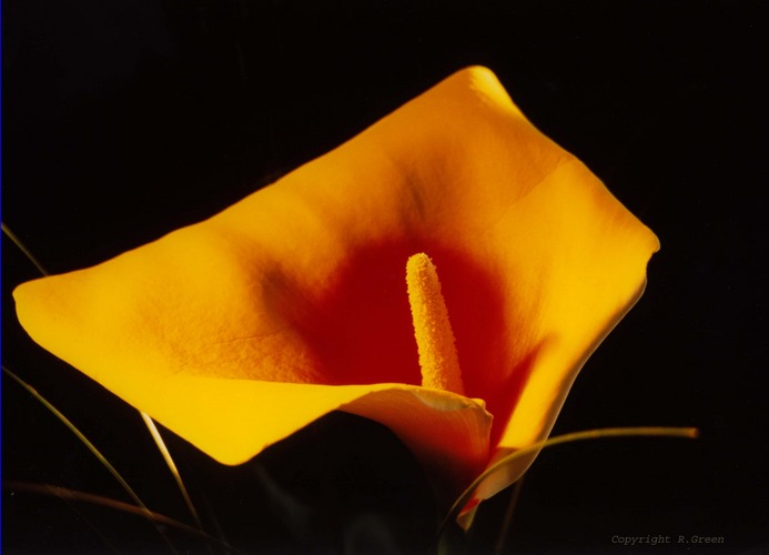 CALLA in Gold