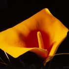 CALLA in Gold