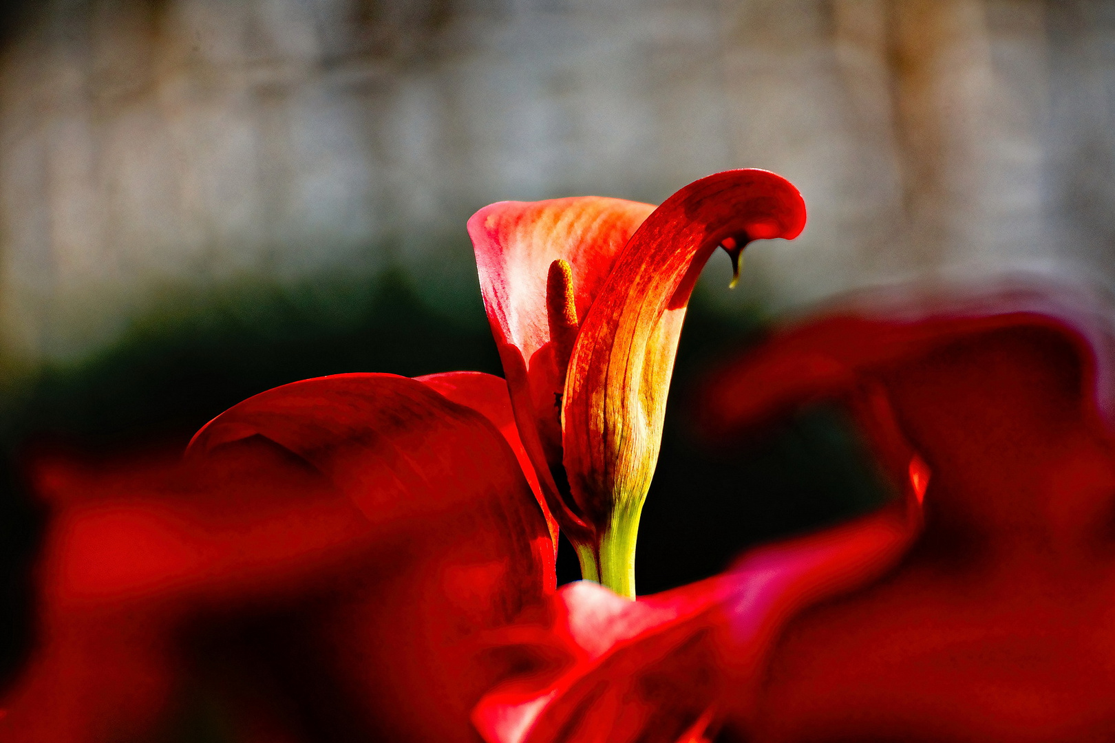 Calla in Rot