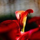 Calla in Rot