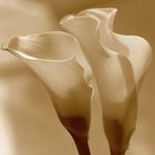 Calla in Sepia