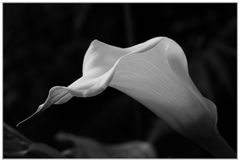 Calla in SW