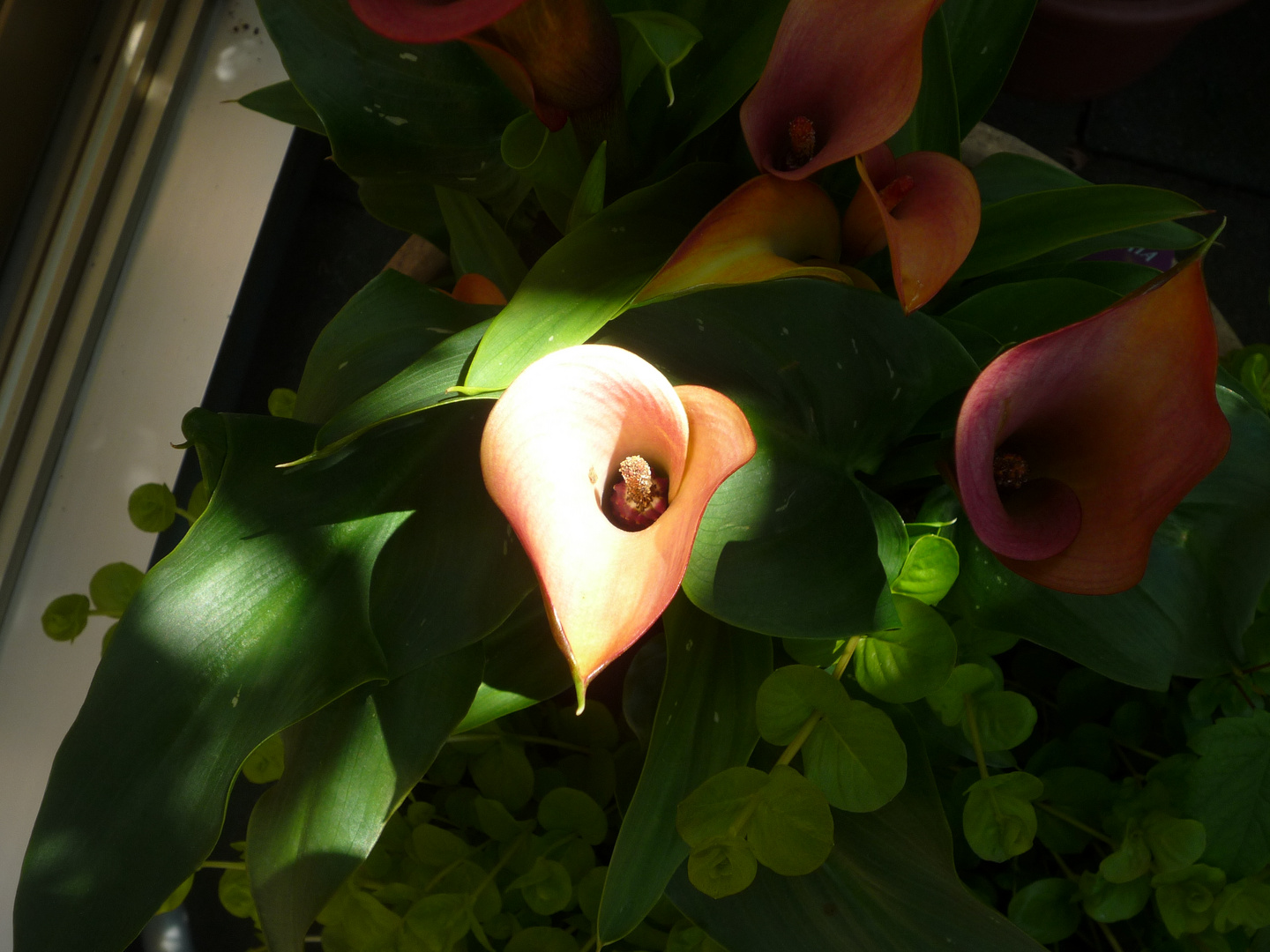 Calla in the Sun