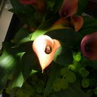 Calla in the Sun