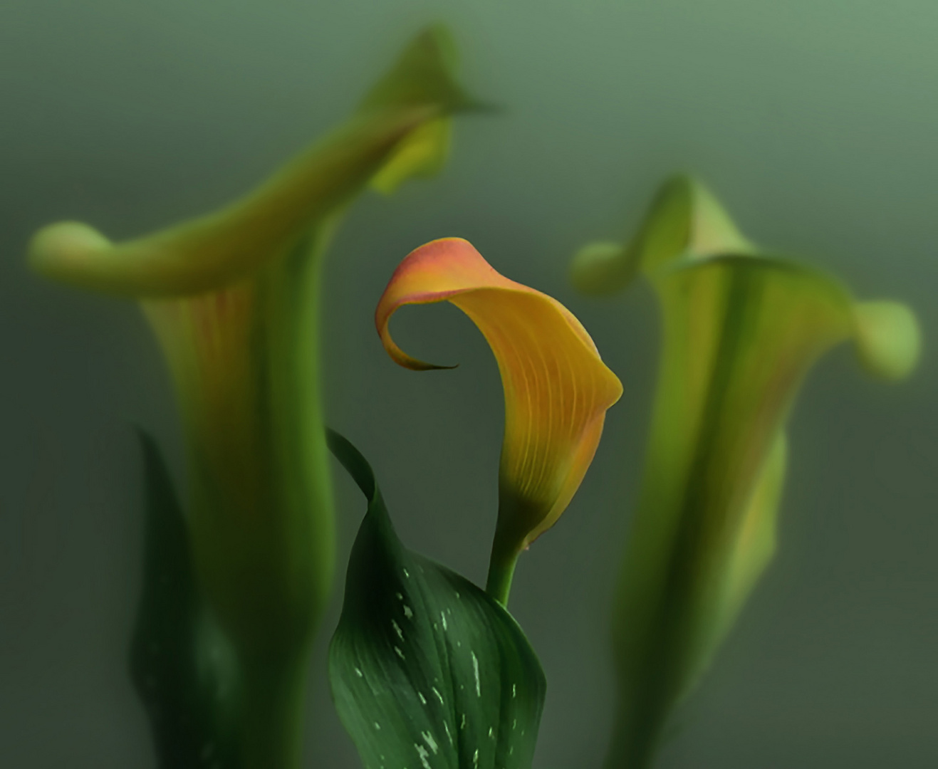 Calla IV