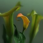 Calla IV