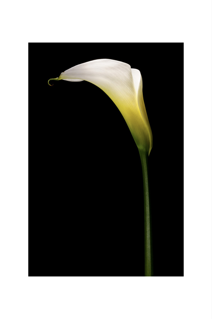 Calla IV