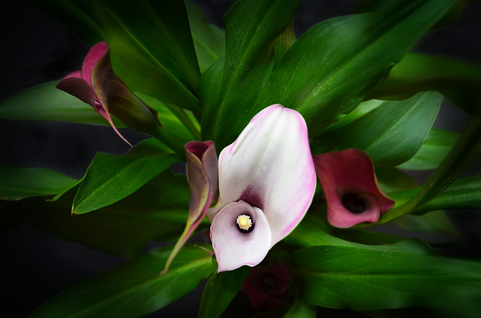 Calla IX 