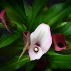 Calla IX 